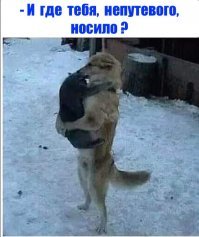 15 усатых мурлык, у которых от работы заболели лапки
