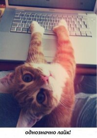 Фото, доказывающие, что кошки могут спать где угодно