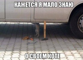 15 усатых мурлык, у которых от работы заболели лапки