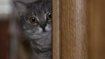 Это вот моя котейка.