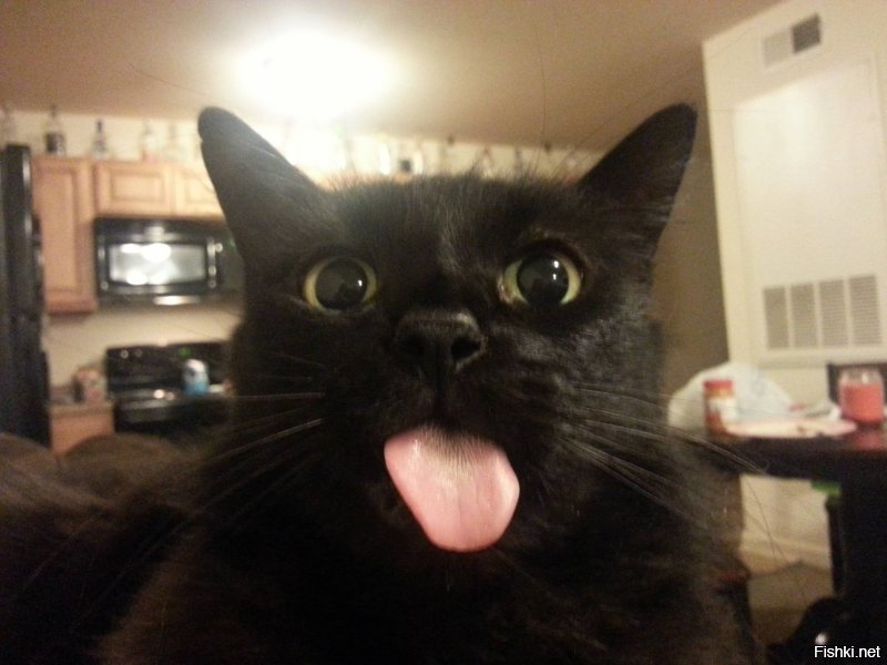 40 очаровательных фото-свидетельств, что черных кошек не стоит опасаться