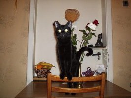 40 очаровательных фото-свидетельств, что черных кошек не стоит опасаться