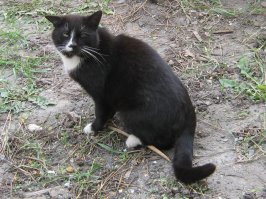 Наш не совсем чёрный, зато носит гордое имя "Вейдер"