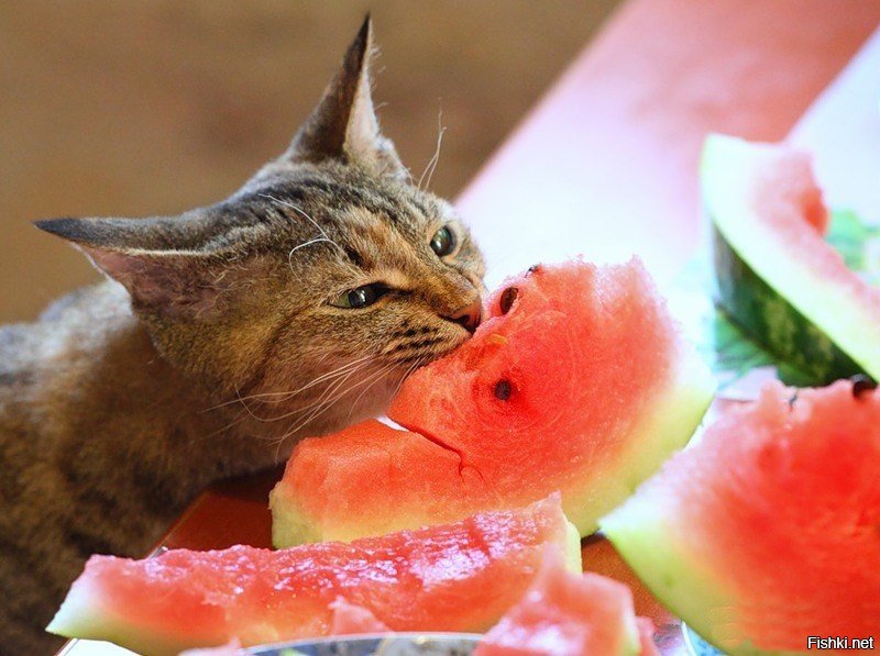 Хозяйка предложила коту брокколи, и тот без слов показал свое отношение к здоровой пище