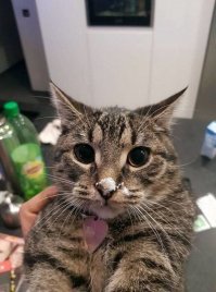 Хозяин кокс бодяженый!