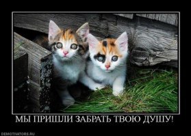 Котовсячина