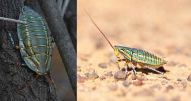 и как? а сейчас рука не тянется к тапку? хотя его внешность не менее красочная чем у коровки. Поговорку забывать не надо: по одёжке только встречают.