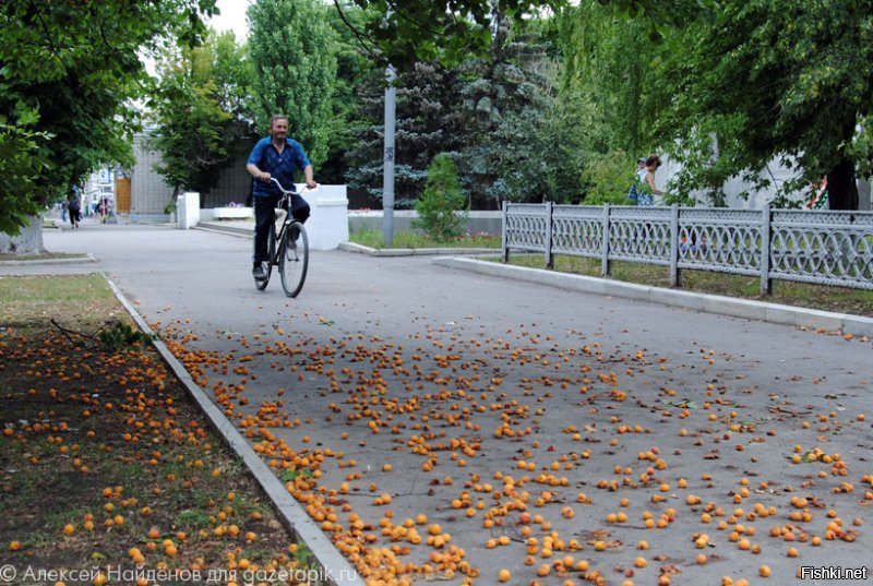 Конечно автор молодец. Но у нас так с абрикосами.....