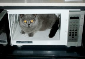 Это еще что! Вот кота там сушить - действительно эксклюзивчик...