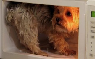 Уговорил. Вытащим котика и засунем сушить песеля :)