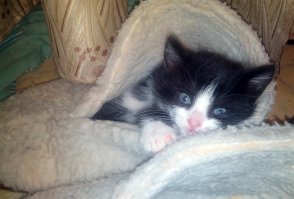 40 кошек, которые заснули в самых неожиданных местах