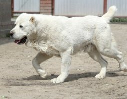Показалось: 20 животных, которые на фото выглядят как качки