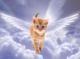 Котовсячина