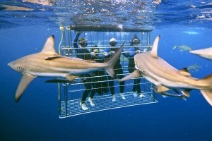 Остров Кокос: акулы хранят сокровища разбитых кораблей