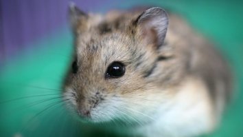 Ну что тут можно сказать... очень удобный девайс для первичного обучения детей :)