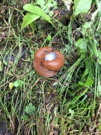 Фоткал в сентябре , долго думал что за херня теперь понятно .