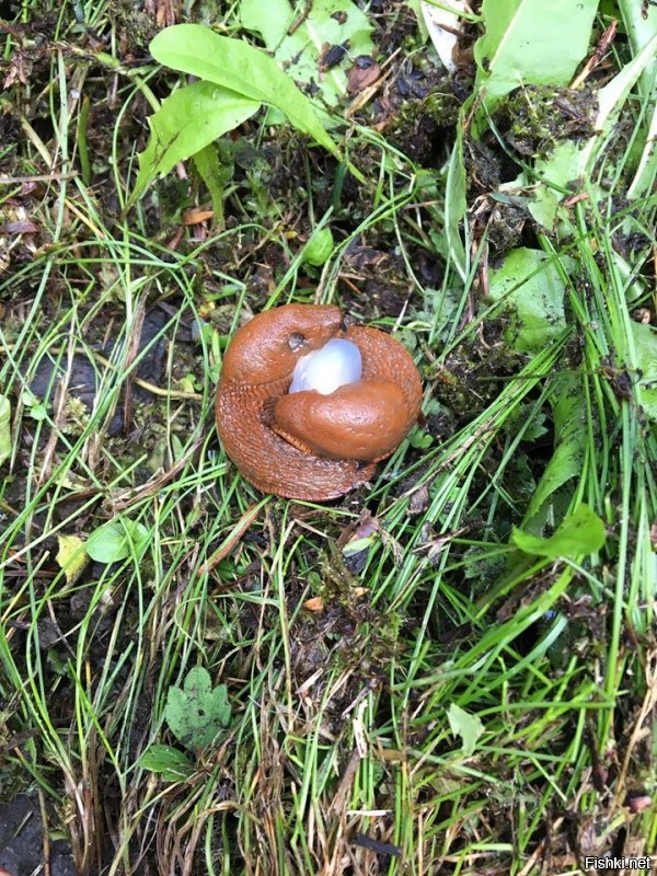 Фоткал в сентябре , долго думал что за херня теперь понятно .