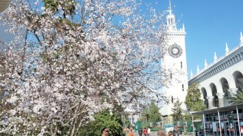 А у меня из окна была вот такая картина:
Весна, Сочи, март 2020