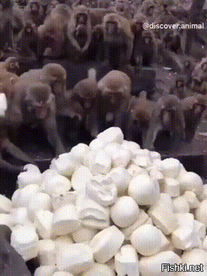 Это надо видеть
