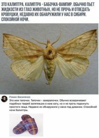 Прикольные и смешные картинки