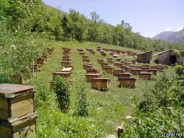 Россиянин на своем участке обнаружил невероятное количество пчелиных гнезд.