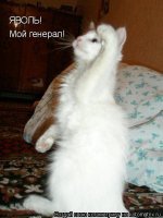 Прикольные и смешные картинки