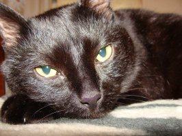 15 лет с ним прожили. И да, он был Человеком!