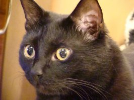 15 лет с ним прожили. И да, он был Человеком!