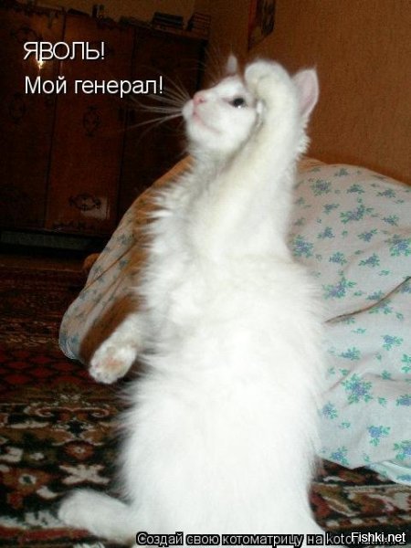Прикольные и смешные картинки