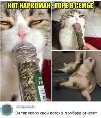 Прикольные и смешные картинки