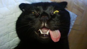 Прикольные и смешные картинки