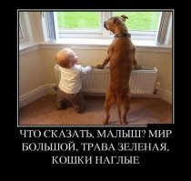 15 домашних питомцев, у которых хозяева те ещё шутники