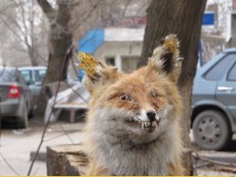 Тот случай, когда таксидермия — это не твоё призвание