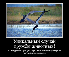 Орёл унёс поросёнка на глазах у фотографа