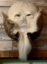 Тот случай, когда таксидермия — это не твоё призвание