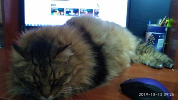 18 картинок, еще раз доказывающих, что кошки - милейшие создания на планете!