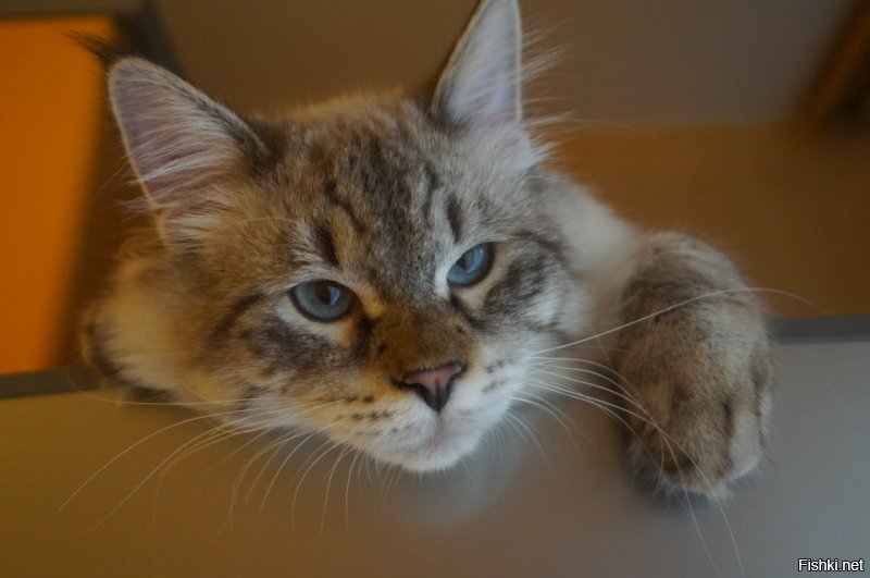 Мой котя)
