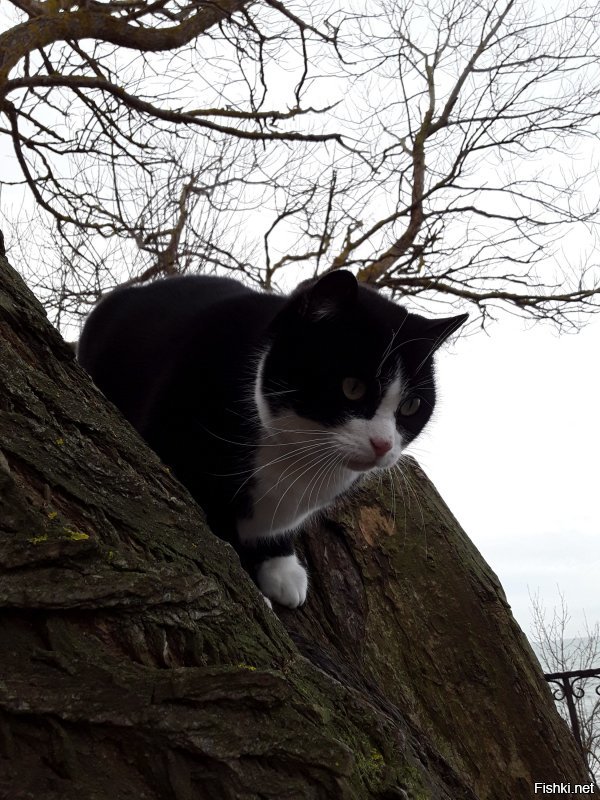 Я волшебница!!!!! Все вертикальные нормально всегда выставляются. Всегда.