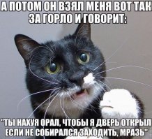 Они всё понимают: лабрадор защитил несправедливо обвиненного щенка