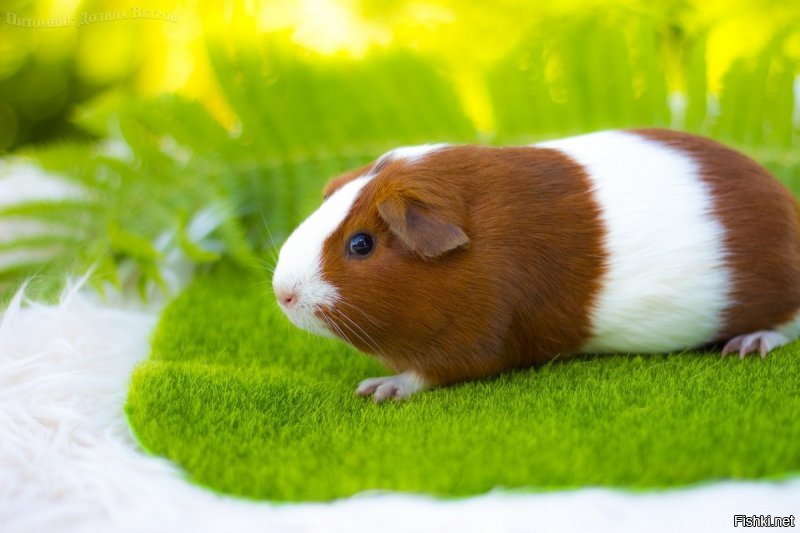 "3. Слева вверху от всадника маленькая туманность "Какой-то зверёк"."
Так это же морская свинка...