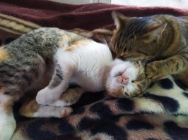 15 примеров того, что мамы - это призвание