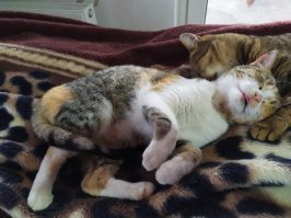 15 примеров того, что мамы - это призвание