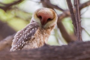 Очень похоже на оригинал