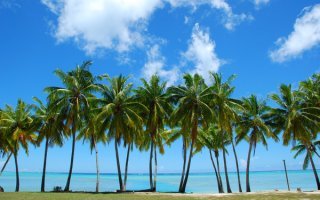 У нас, в маленьком городке, был крупнейший в области мясокомбинат. Коров, свиней везли на убой чуть ли не круглые сутки. В колхозах и совхозах были огромные стада. Сегодня можно определить, места, где были фермы по небольшим холмикам. Даже камней от фундаментов мало где сохранилось за время счастливого правления Сказочного. Недавно разгребал старый хлам, нашел местную газету 90-х годов. Так статистика по удоям, по предприятиям такая, что "лихие года" не тогда были, а сейчас. Ни удоев, ни предприятий.
Теперь таких коров доят.