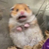 Очень запасливый хомяк