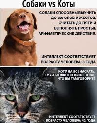 Топ 9: Интересные факты о разуме собак