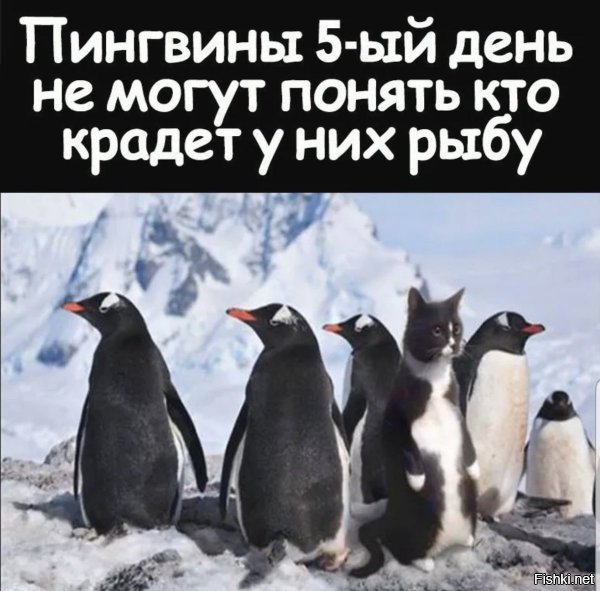 Коронавирус подарил свободу пингвинам