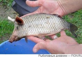 Необычные существа при помощи фотошопа