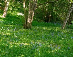 Удивительный лес без ботинка.