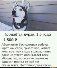 Хаски заставляет хозяина себя гладить